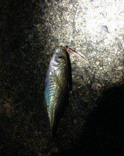 みなべ付近アジング調査〜豆アジ回遊してました♪