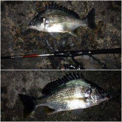 舞洲でチニング〜底ズルで一投目からキビレゲット！