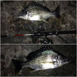 舞洲でチニング〜底ズルで一投目からキビレゲ…