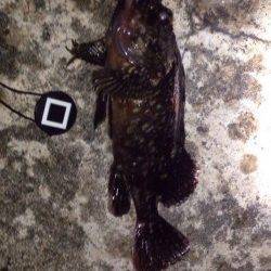 雨の後キビレ狙いに舞洲へ〜キビレ、ガシラ、セイゴ各1匹でした