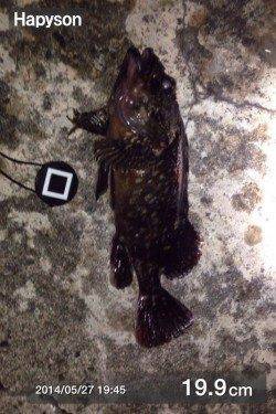 雨の後キビレ狙いに舞洲へ〜キビレ、ガシラ、セイゴ各1匹でした