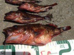 本荘人工島　探り釣りでガシラ狙い！