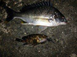 舞洲　釣果上向きのチニングはWヒットもあり