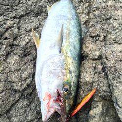 香住の地磯 ショアジギングでヒラマサ！