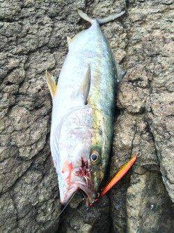 香住の地磯 ショアジギングでヒラマサ！