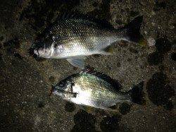 舞洲　釣果上向きのチニングはWヒットもあり