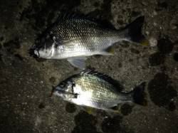 舞洲　釣果上向きのチニングはWヒットもあり…