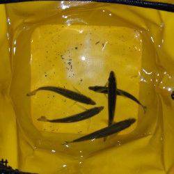 ソルトルアーのみで日本海にGO！ 三尾でガシラ&香住東港でアジ