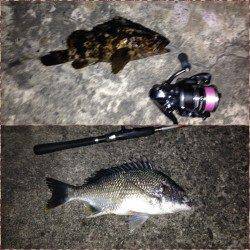 舞洲チニング釣果〜キビレ・ガシラ・タケノコメバル