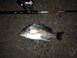 舞洲チニング五目♪　ガシラ・タケノコメバル・チヌ・キビレ・ボラ