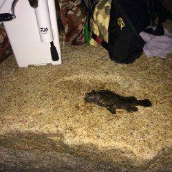 泉佐野　自作フロートリグ＆ジグヘッドでの釣行