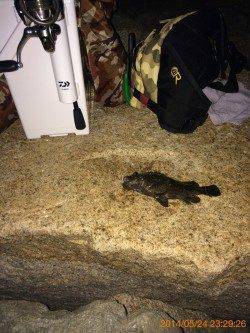 泉佐野　自作フロートリグ＆ジグヘッドでの釣行