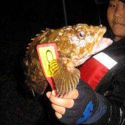 淡路島・船瀬でメバリング、メバルは不在でしたがガシラがヒット