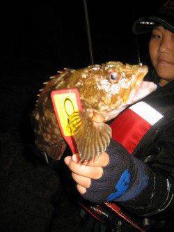 淡路島・船瀬でメバリング、メバルは不在でしたがガシラがヒット