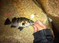 江井ヶ島にてフロートリグでメバリング