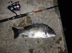 舞洲チニング釣果〜キビレ・ガシラ・タケノコメバル