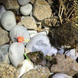 泉南サーフ〜食品コンビナートでのメバリング釣果