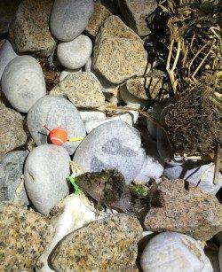 泉南サーフ〜食品コンビナートでのメバリング釣果