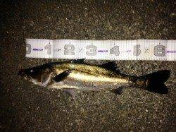 なぎさ公園でバチ抜けシーバス63cm