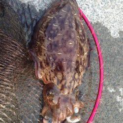 阿納～犬熊　キロUPコウイカ狙いのエギング釣行