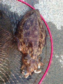 阿納～犬熊　キロUPコウイカ狙いのエギング釣行