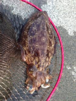 阿納～犬熊　キロUPコウイカ狙いのエギング…