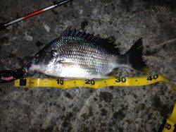 舞洲周辺キビレゲームが面白くなってきました