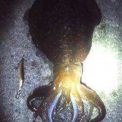 上瀬　コウイカ狙いのエギングにアオリイカ1.7kg！