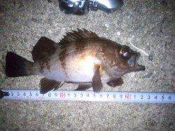 大蔵海岸　22時からのメバリングは最初の1時間に連続ヒット