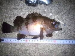 大蔵海岸　22時からのメバリングは最初の1…