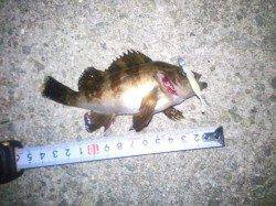 大蔵海岸　22時からのメバリングは最初の1時間に連続ヒット