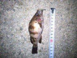 大蔵海岸昨日はメバルの活性低かった