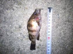 大蔵海岸昨日はメバルの活性低かった