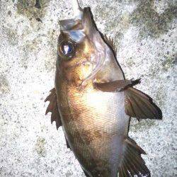 大蔵海岸メバリング〜バラシたシーバスの影響かメバル低活性