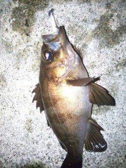 大蔵海岸メバリング〜バラシたシーバスの影響かメバル低活性