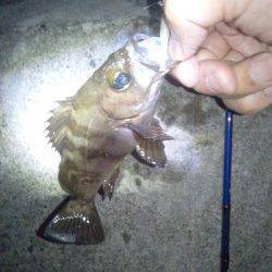 大蔵海岸メバリング〜バラシたシーバスの影響かメバル低活性