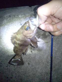 大蔵海岸メバリング〜バラシたシーバスの影響…