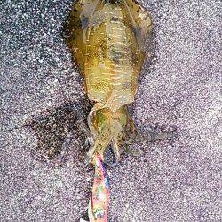 エギングで串本～中紀までランガン、釣果は秋烏賊サイズでした・・・