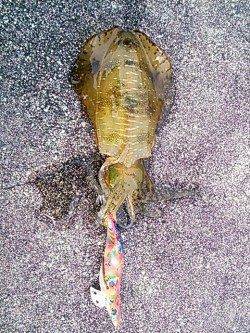 エギングで串本～中紀までランガン、釣果は秋烏賊サイズでした・・・