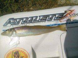 天橋立でライトキス釣り、確実に活性が上がっています♪