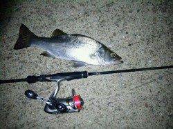 南塩谷にてアジング〜ポツポツとアジのアタリありました