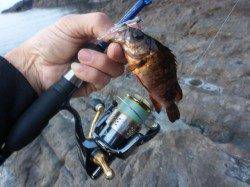 久しぶりの良型に満足♪ 柴山港メバリング上向いてきてます！