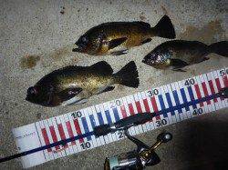 久しぶりの良型に満足♪ 柴山港メバリング上向いてきてます！