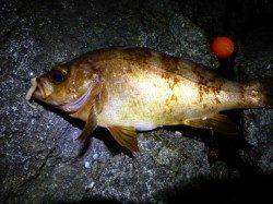 柴山港メバリング〜居着きの金メバル26cmよく引きました