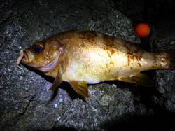 柴山港メバリング〜居着きの金メバル26cm…