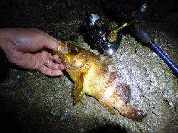 柴山港メバリング〜居着きの金メバル26cmよく引きました