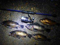 小雨の降る中の柴山港釣行〜メバリング快釣でした＾＾