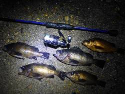 小雨の降る中の柴山港釣行〜メバリング快釣で…