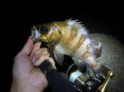 柴山港周辺メバリング〜あちこちランガンして３匹キャッチ