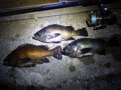 柴山港周辺メバリング〜あちこちランガンして３匹キャッチ